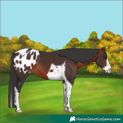 Horse Color:Brown Splash Tobiano Appaloosa 