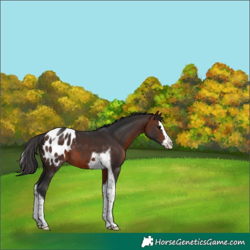 Horse Color:Brown Splash Tobiano Appaloosa 