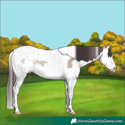 Horse Color:Bay Dun Splash Tobiano Rabicano