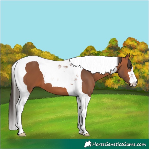 Horse Color:Bay Tobiano