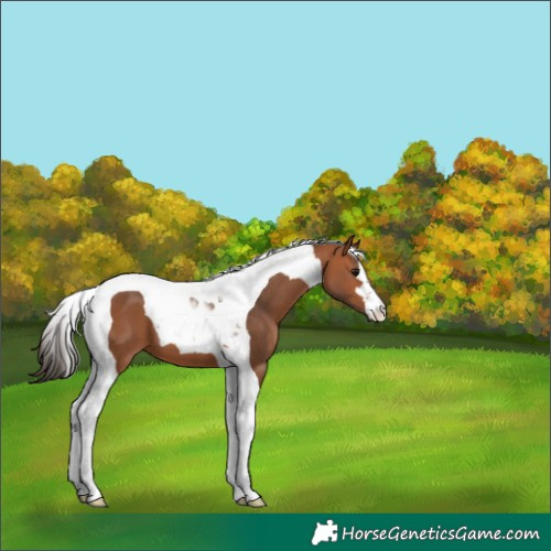 Horse Color:Bay Tobiano 