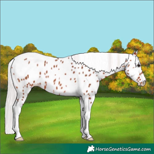 Horse Color:Silver Bay Tobiano Appaloosa Rabicano 