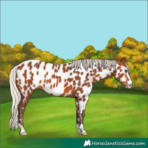 Horse Color:Silver Bay Near Leopard