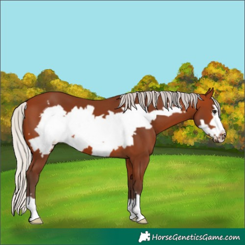 Horse Color:Silver Bay Frame 