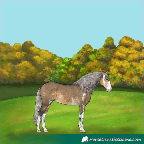 Horse Color:Silver Buckskin Dun Sabino