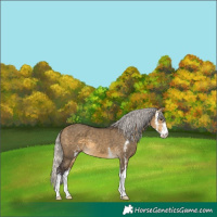 Horse Color:Silver Buckskin Dun Sabino 