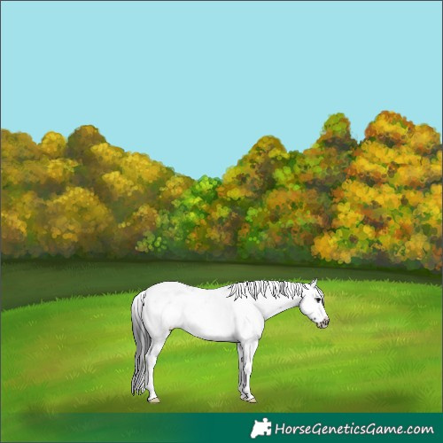 Horse Color:Black Sabino Frame 