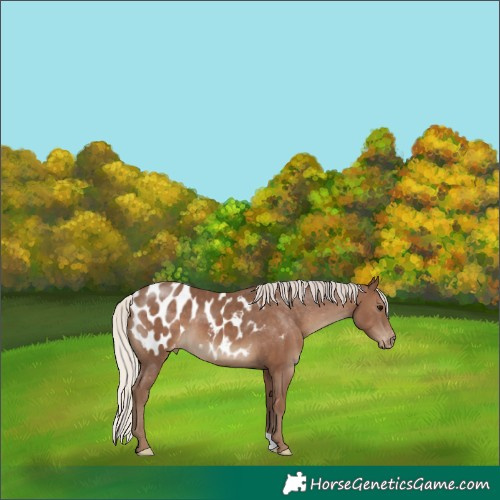 Horse Color:Silver Black Appaloosa 