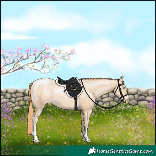 Horse Color:Smoky Black Pearl Appaloosa 