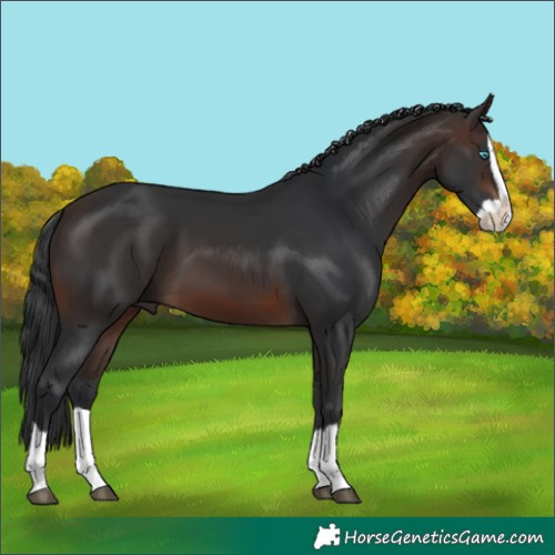 Horse Color:Unknown 