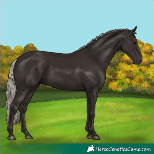 Horse Color:Gray Silver Black