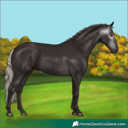Horse Color:Gray Silver Black 