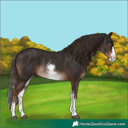 Horse Color:White Spotted Liver Chestnut Splash 