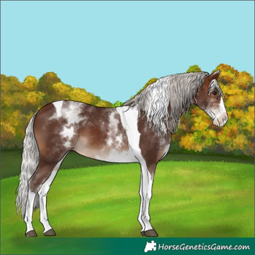 Horse Color:White Spotted Silver Brown Splash Tobiano