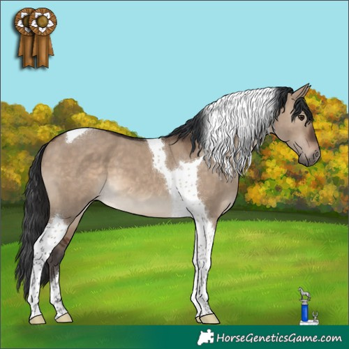 Horse Color:Brown Dun Tobiano 