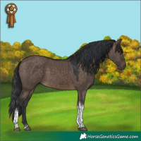 Horse Color:Brown Dun Tobiano 