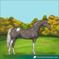 Horse Color:Silver Black Tobiano Appaloosa 
