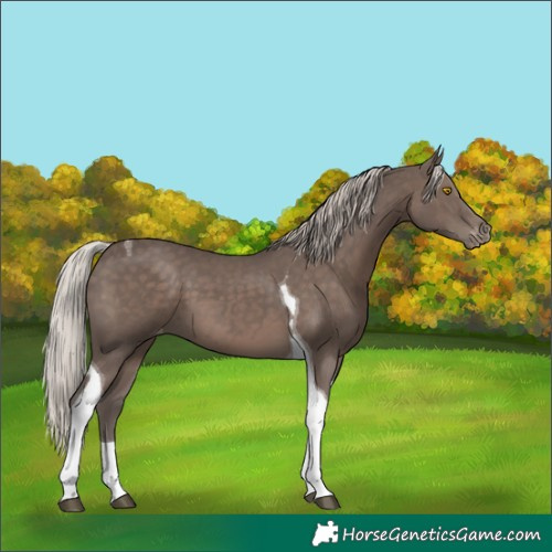 Horse Color:Silver Black Tobiano Varnish