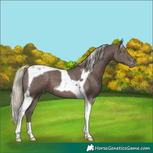 Horse Color:Silver Black Tobiano Appaloosa