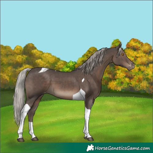 Horse Color:Silver Black Tobiano Appaloosa 