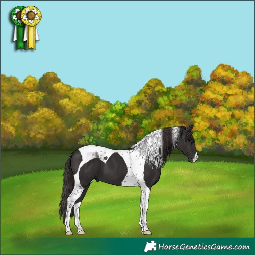 Horse Color:Liver Chestnut Tobiano 