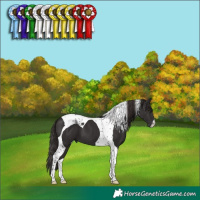 Horse Color:Liver Chestnut Tobiano 