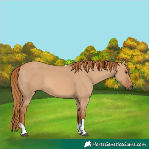 Horse Color:Red Dun Tobiano Rabicano 