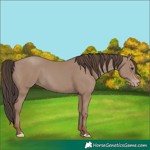 Horse Color:Classic Champagne