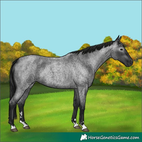 Horse Color:Unknown 