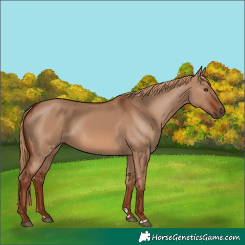 Horse Color:Unknown 