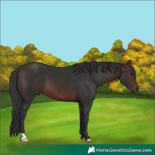 Horse Color:Brown 