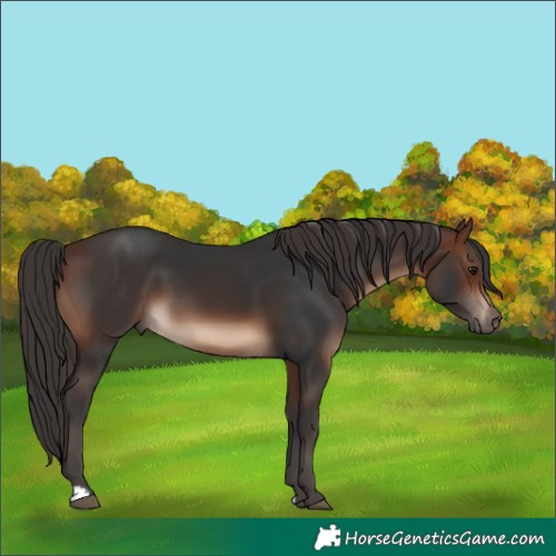 Horse Color:Brown 