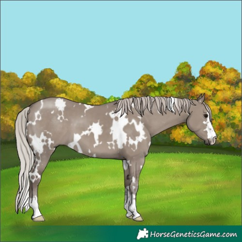 Horse Color:White Spotted Silver Grullo 