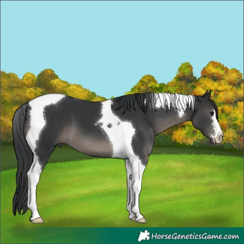 Horse Color:Black Tobiano 