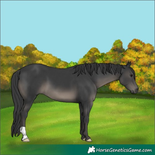 Horse Color:Black 