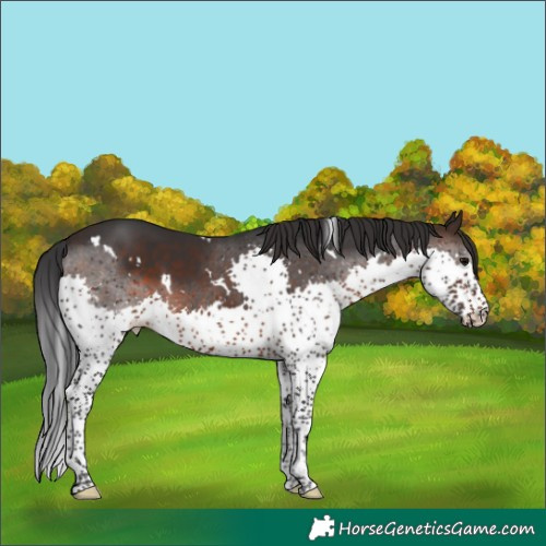 Horse Color:White Spotted Brown Splash 