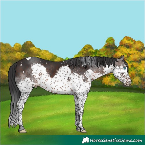 Horse Color:White Spotted Brown Splash Tobiano 