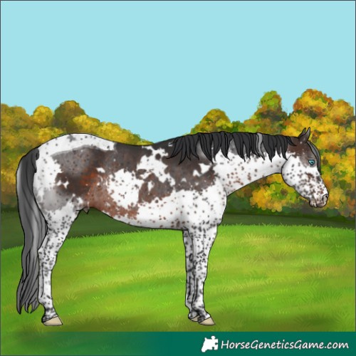 Horse Color:White Spotted Brown Splash Tobiano Rabicano 