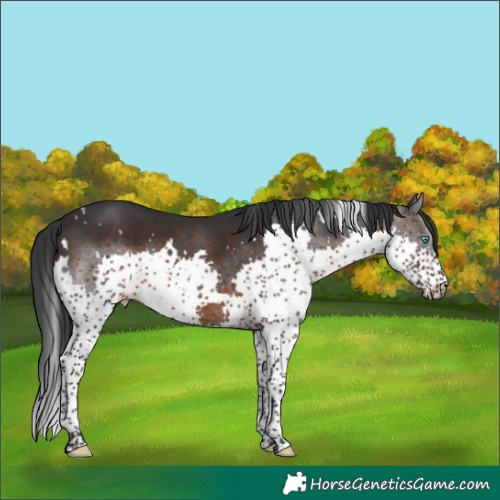Horse Color:White Spotted Brown Splash