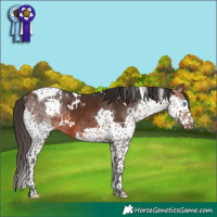 Horse Color:White Spotted Bay Splash Tobiano Rabicano