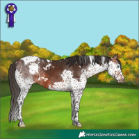 Horse Color:White Spotted Bay Splash Tobiano Rabicano
