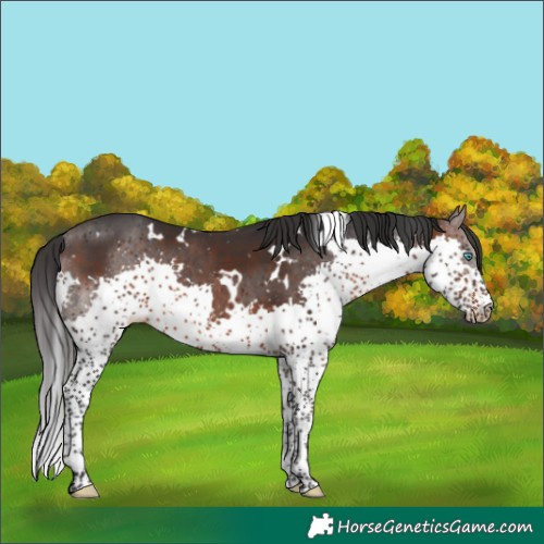 Horse Color:White Spotted Brown Splash