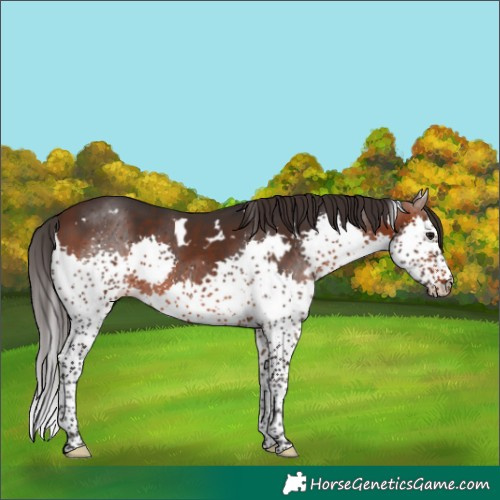 Horse Color:White Spotted Brown Splash