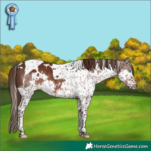 Horse Color:White Spotted Liver Chestnut Splash Tobiano