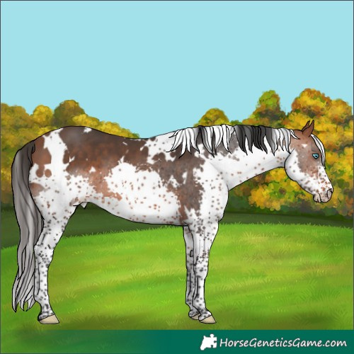 Horse Color:White Spotted Bay Splash