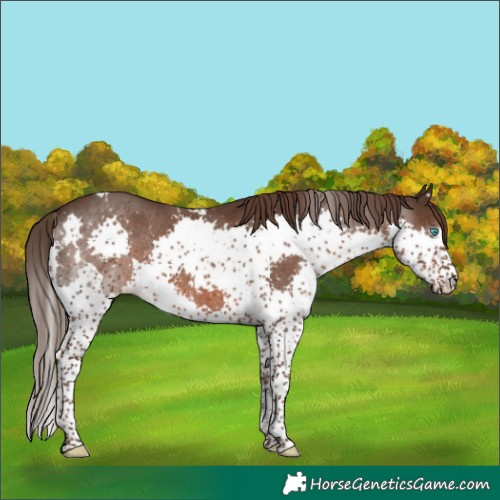 Horse Color:White Spotted Liver Chestnut Splash