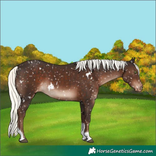 Horse Color:White Spotted Liver Chestnut Mushroom Tobiano Appaloosa Rabicano 
