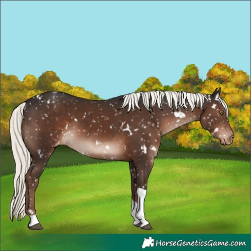 Horse Color:White Spotted Liver Chestnut Mushroom Tobiano Snowflake Varnish Rabicano