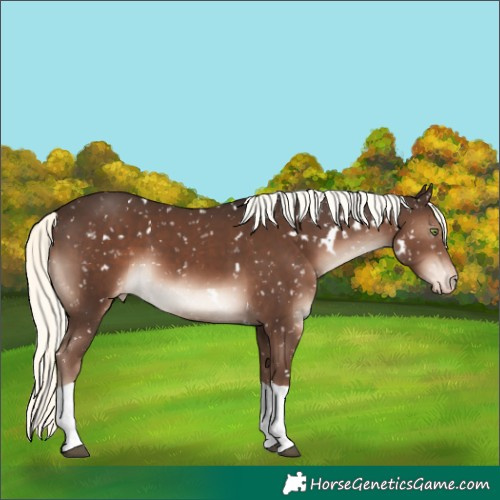 Horse Color:White Spotted Liver Chestnut Mushroom Tobiano Snowflake Varnish Rabicano 