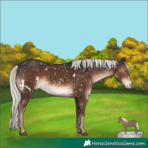 Horse Color:White Spotted Liver Chestnut Mushroom Appaloosa Rabicano
